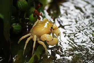 Geothelphusa albogilva