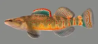 Etheostoma spilotum