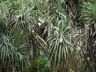 Pandanus odorifer