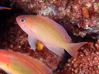 Pseudanthias hypselosoma