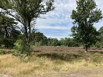 zuidwestelijk Hoog Kanje vanaf de Grensweg