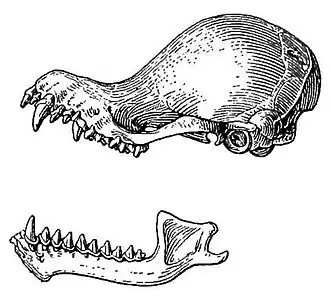 Kerivoula hardwickii