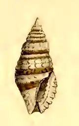 Kermia euzonata