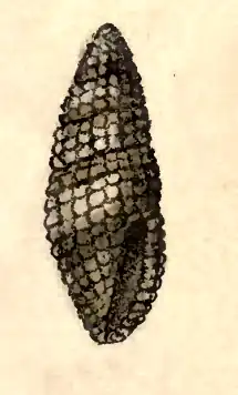 Kermia pumila