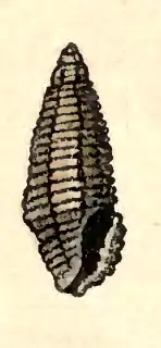 Kermia punctifera