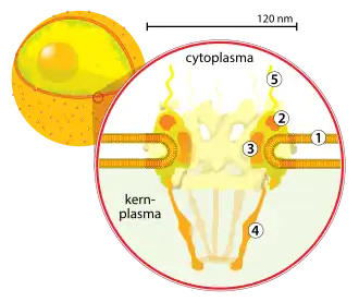 Dwarsdoorsnede van een kernporie. (1) kernmembraan, (2) ringstructuur die de basis vormt van de porie, (3) tussenspaken, (4) korf en (5) de cytoplasmafilamenten.