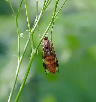 Keroplatus tipuloides