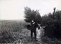 Kerstbomen voor de verkoop in Het Gooi. Een jongeman loopt met een grote nèt gekapte boom op zijn schouder. Nederland, 1912