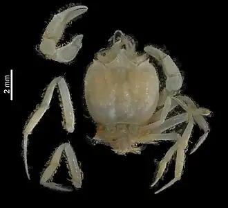Ketamia proxima