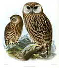† Lachuil (Ninox albifacies)