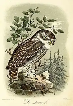 De steenuil (1869), John Gerrard Keulemans