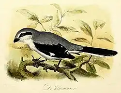 De Klaauwier (1869), John Gerrard Keulemans