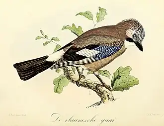 De vlaamsche gaai (1869), John Gerrard Keulemans