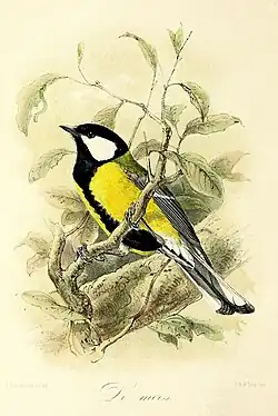 De mees (1869), John Gerrard Keulemans