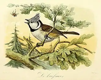 De kuifmees (1869), John Gerrard Keulemans