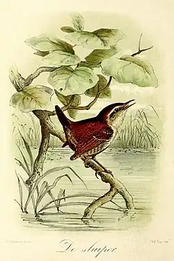 De sluiper (1869), John Gerrard Keulemans