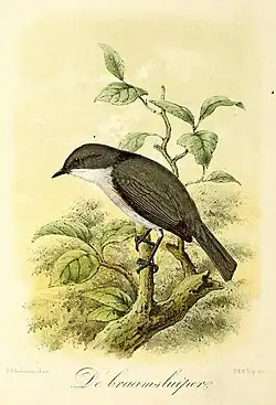 De braamsluiper (1869), John Gerrard Keulemans