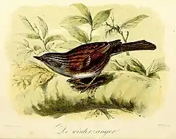 De winterzanger (1869), John Gerrard Keulemans