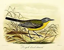 De gele kwikstaart (1869), John Gerrard Keulemans