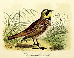 De hoornleeuwerik (1869), John Gerrard Keulemans