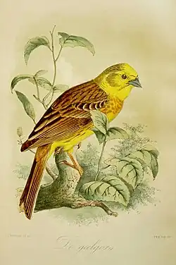 De geelgors (1869), John Gerrard Keulemans