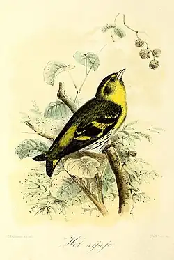 Het sijsje (1869), Keulemans