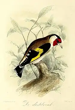 De distelvink (1869), John Gerrard Keulemans