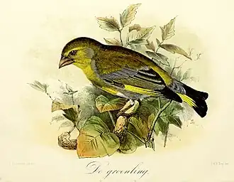 De groenling (1869), John Gerrard Keulemans
