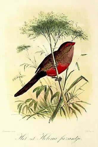 Keulemans 1869