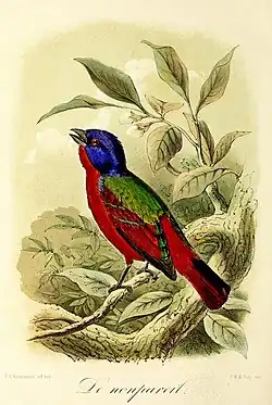 Keulemans 1869