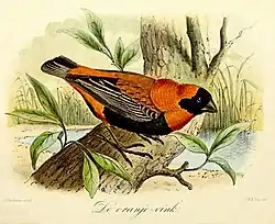 Keulemans 1869