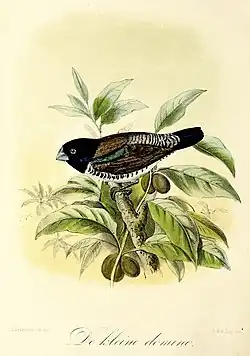 Keulemans 1869