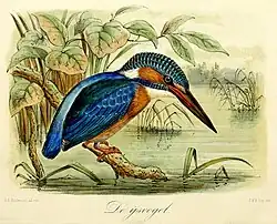De ijsvogel, John Gerrard Keulemans (1869)