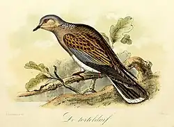 De tortelduif (1869), John Gerrard Keulemans