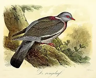 De ringduif (1869), John Gerrard Keulemans