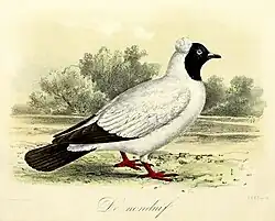Keulemans 1869