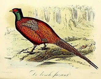 De bosch-fazant (1869), John Gerrard Keulemans