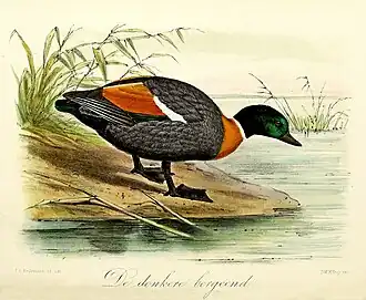 Keulemans 1869