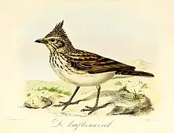 De kuifleeuwerik (1873), John Gerrard Keulemans in Onze vogels in huis en tuin