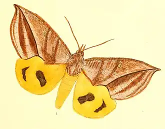 Khadira aurantia
