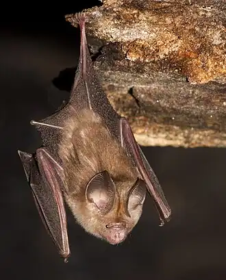 Hipposideros durgadasi