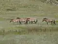 Een kudde przewalskipaarden (Equus ferus przewalskii) in N.P. Hustain Nuruu.