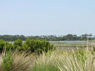 Moerassen bij Kiawah Island