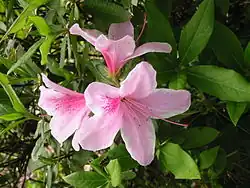 Rhododendron indicum was de eerste Japanse Rhododendron-soort die in Europa werd ingevoerd.