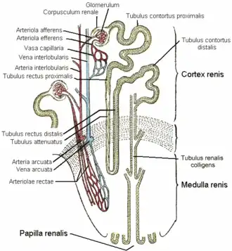 de distale tubulus contortus is rechts boven in de cortex renis