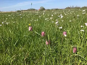 Kievitsbloemhooiland in Scherenwelle