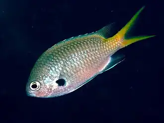 Chromis flavomaculata