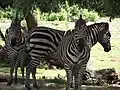 Drie Grantzebra's