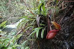 Nepenthes rajah op de helling van de Gunung Kinabalu op Borneo
