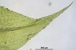 Cellen bladtop en bladnerf